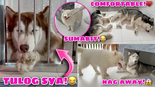Day 3 Of Our Pack Staying Inside Their Rooms! | SANAY NA SILA! | Husky Pack TV