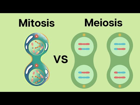 वीडियो: अर्धसूत्रीविभाजन समसूत्रीविभाजन से किस प्रकार भिन्न है?