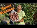 Sweet Potato Harvest in Grow Bags