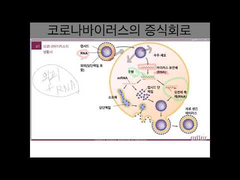 virus(3)-동물바이러스의 증식