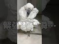 素直じゃないヤクザオウム #shorts