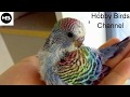 Amazing Rainbow Budgerigar Bird's