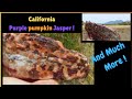 Se 8 Ep 39 " Beyond The Ford " Rockhounding Jaspers &amp; Agates ! By : Quest For Details