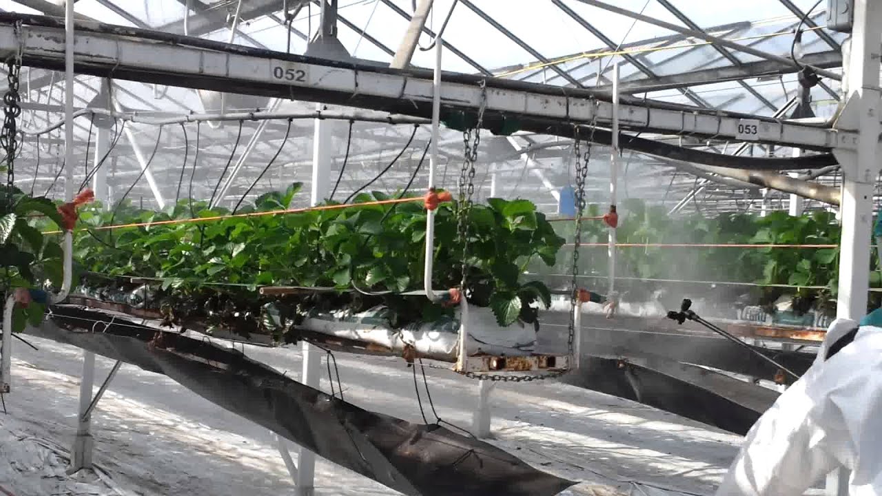 Spraying table top strawberries YouTube