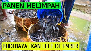 CARA BUDIDAYA IKAN LELE DALAM EMBER AGAR HASIL MELIMPAH