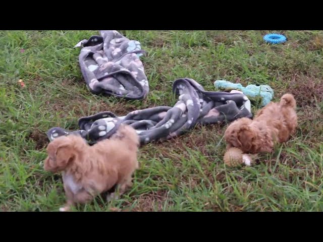 Twila video thumbnail