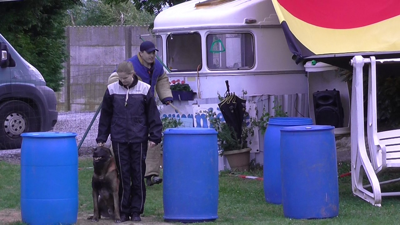 Pivot van de Stroese NVBK contest cat.2 Hesbaye 2nd place