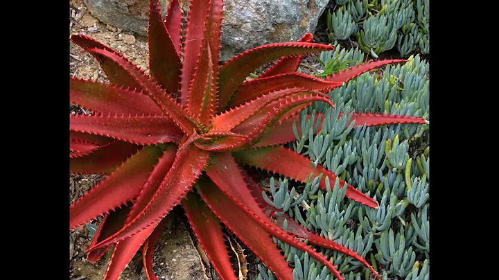 Grow a Terrific Red Succulent: Aloe cameronii