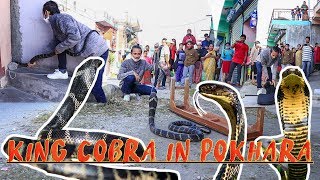 King Cobra Rescue Operation | Pokhara | Rohit Giri |
