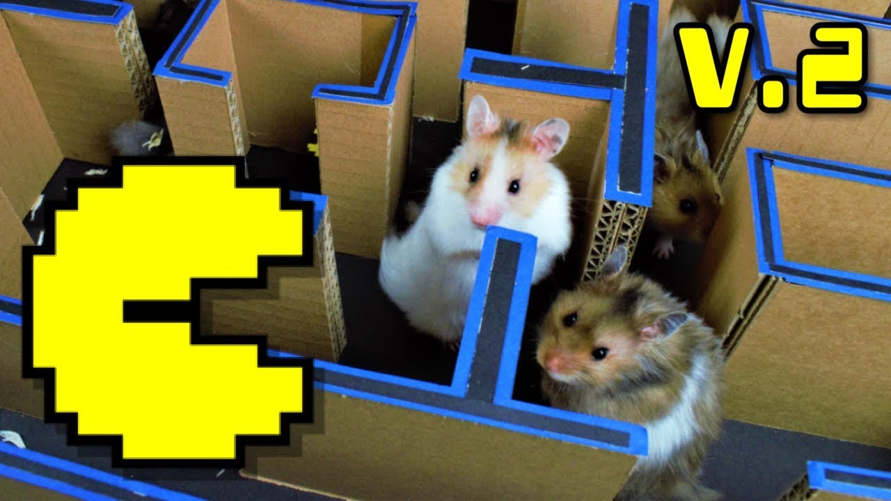 LABERINTO PARA HAMSTER | JUEGO DE PACMAN CLASICO V.2 | JUEGOS DE
