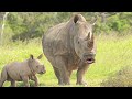 Ganda Animals Cow Animals Rkshindustanifunny