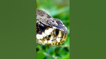 Eyes of the Serpent: Unveiling the Mesmerizing Snake Vision