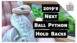 Our Next Ball Python Hold Backs From 2019 Net Worth
