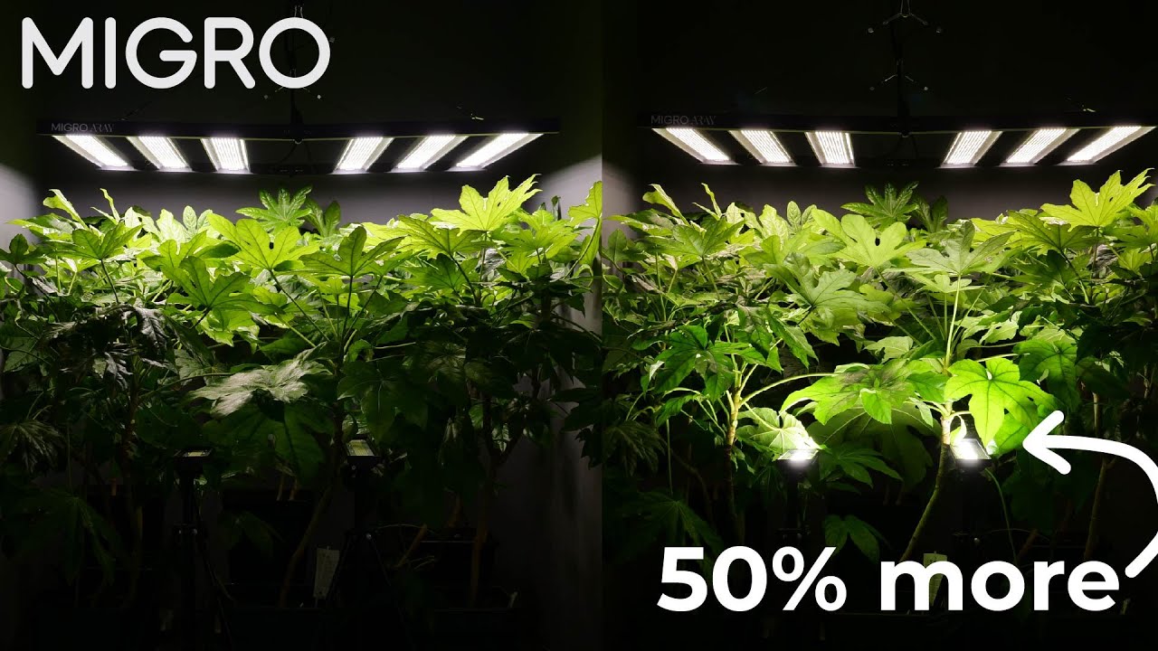 Работает ли система освещения Inter Canopy?