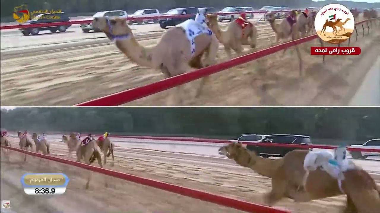 الشوط 7 ..سراب لـ حمد بن حميد سلطان الفلاسي 12:44:8( تمهيدي المرموم 2026 )