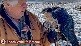 The Falcon That Could Not Soar by Enoch Wildlife Rescue 35,235 views 9 months ago 2 hours, 39 minutes