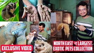 নৰ্থইষ্ট ৰ largest Exotic Pets collection | #exoticpets #iguana #sugerglider #arindomhazarika