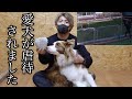 【不法侵入】うちのボーダーコリーが知らない子供に酷い虐待を受けていました。