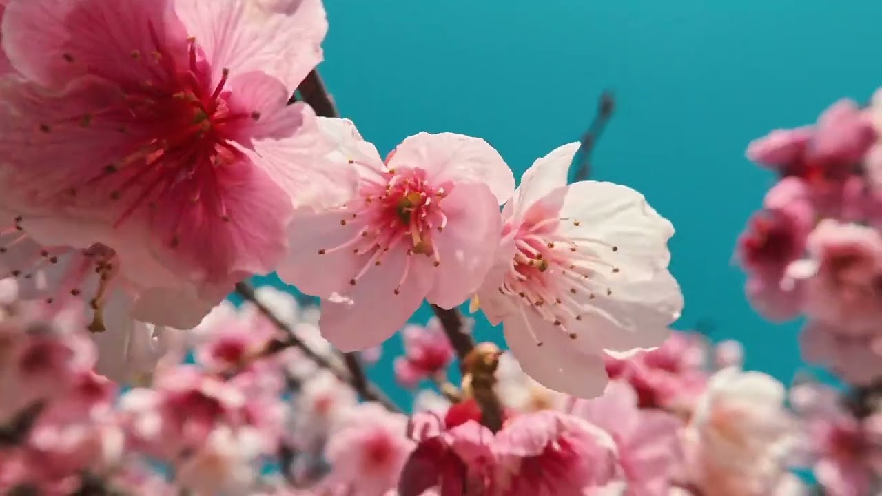 【 樂活公園櫻花祭滿開】2026/02/13