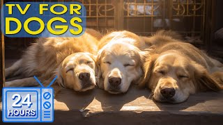 24 HOURS of Deep Sleep Relaxing Dog Music! TV for Dogs & Fast-Boredom Busting Videos for Dogs