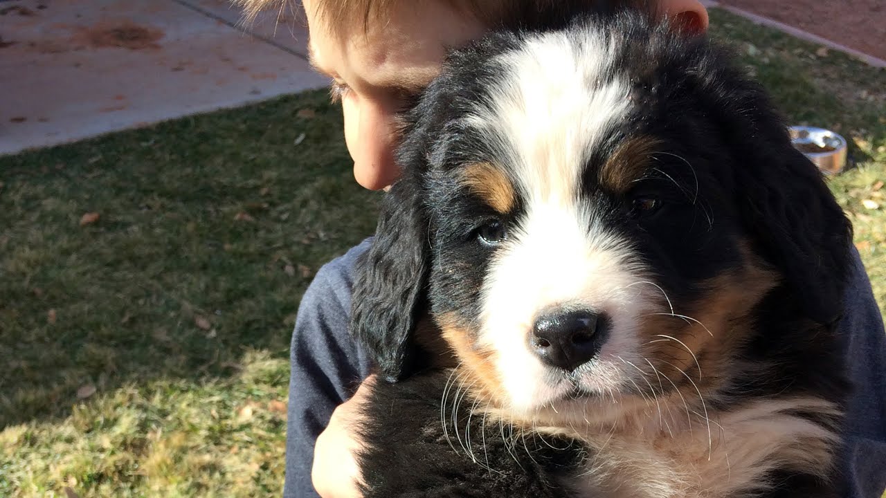 8 Week Old Bernese Mountain Dog Puppy First Week At Home YouTube 8-week-old-bernese-mountain-dog-puppy-first-week-at-home-youtube