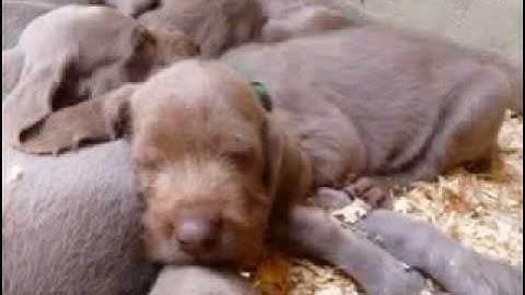 Slovakian Rough Haired Pointer Puppies - 2009 June