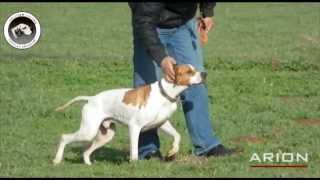 Arion (Akgün Av Köpekleri)