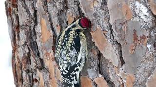 Woodpeckers(Picidae) by MamaRose Korealife 65 views 3 weeks ago 1 minute, 55 seconds