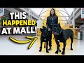 THIS Happened At The Mall - Cane Corso Socialization