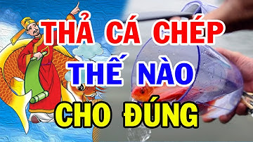 Cách Thả Cá Chép Ngày Ông Công Ông Táo Thế Nào Cho Đúng ?