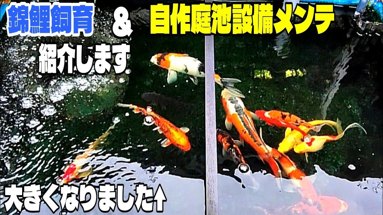 自作 魚 飼育 設備