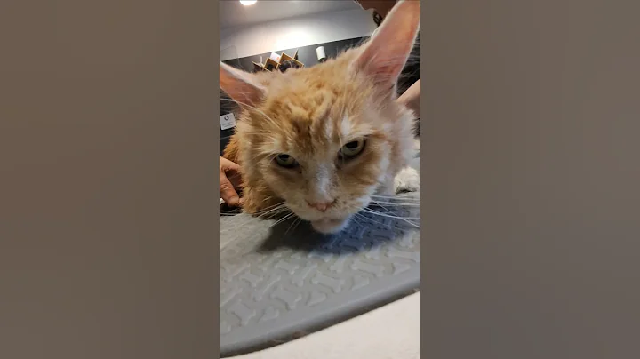 Watch the video about Anubis, puro magnetismo felino #gatos #mainecoon #catgrooming