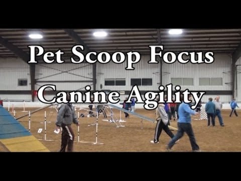 วีดีโอ: Pet Scoop: AKC ตั้งชื่อสุนัขสายพันธุ์ที่ได้รับความนิยมสูงสุดคนถูกกล่าวหาว่าขโมยแมวของตัวเอง