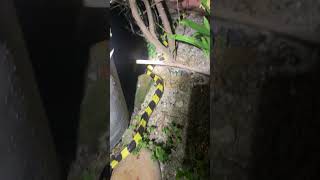 Download Lagu Ghar ma gangali sarpa aaako xa #snake #gangali MP3 Download Lagu Ghar ma gangali sarpa aaako xa #snake #gangali MP3