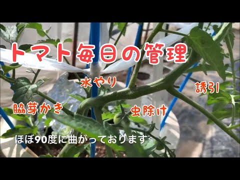 トマトの5月成長記録 毎日ルーティーン 水やり 脇芽かき 誘引 虫除け対策も 家庭菜園 育て方 野菜作り Youtube