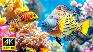 The Best 4K Aquarium  The Most Beautiful Fish In The World, The Ultimate Underwater Escape