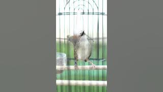 CIGUN GACOR NGEBREN AK47 PANJANG - MASTERAN BURUNG