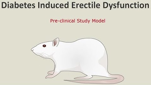 How to design an animal study schematically in SET wise | Diabetes Induced Erectile Dysfunction (P2)