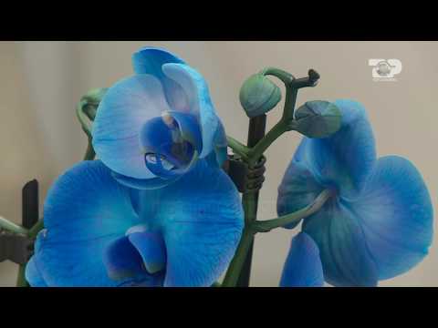 Video: Ne Rritim Gladioli. Pjesa 4