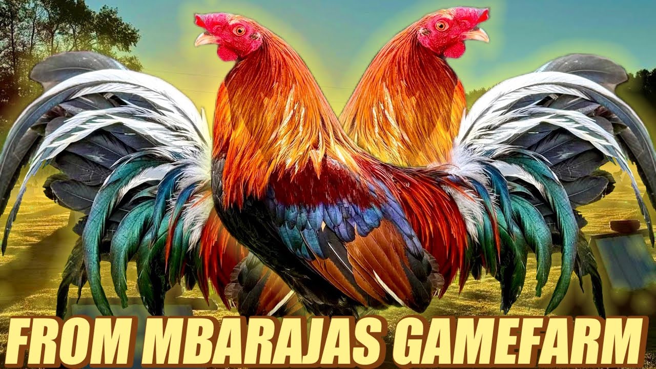 Barnet Hatch Sweater Oklahoma - FROM MBARAJAS GAMEFARM