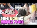 한번에 17마리 출산?! 생존을 건 엄마젖 쟁탈전!┃You gotta See these 15 adorable puppies