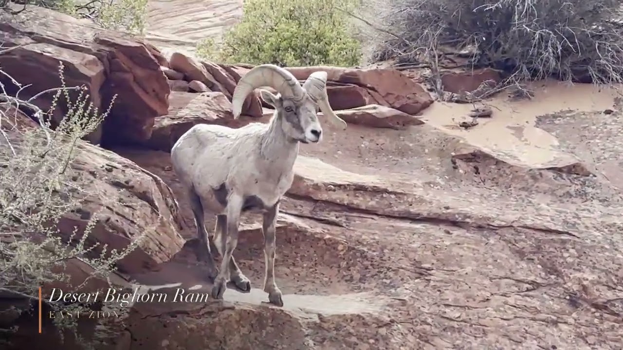 Best of Zion: A Winter Discovery