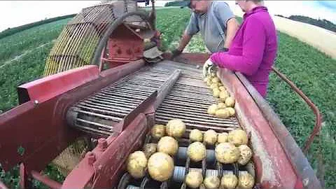 Jaké Živiny přijímají brambory?