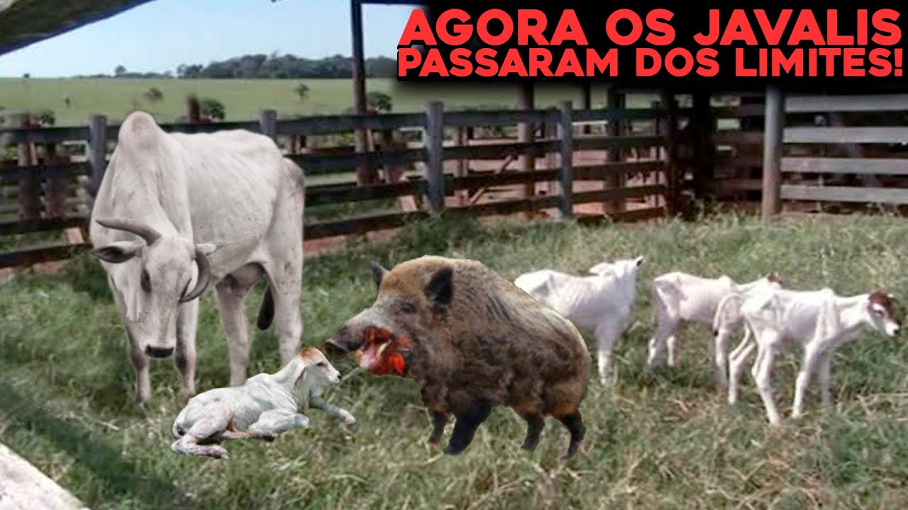 JAVALI É FLAGRADO ATACANDO GADO NELORE BRUTALMENTE EM FAZENDA