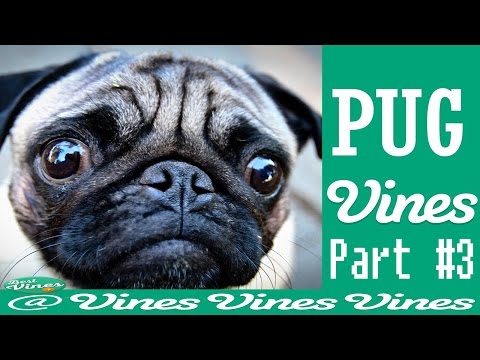 funny-pug-vines-compilation