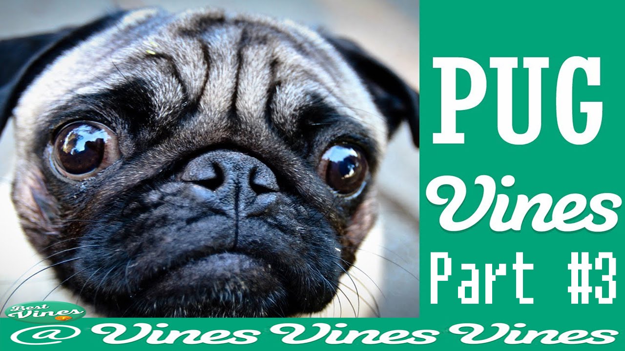funny pugs youtube