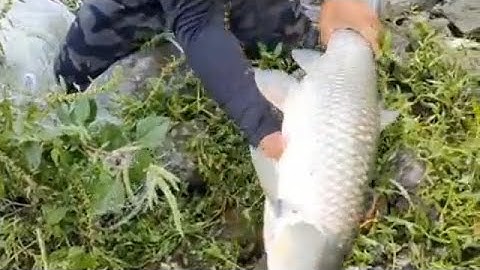 Amazing Cast Net Fishing Skill Catch Giant Fish - Awesome Traditional Net Fishing on The River 19