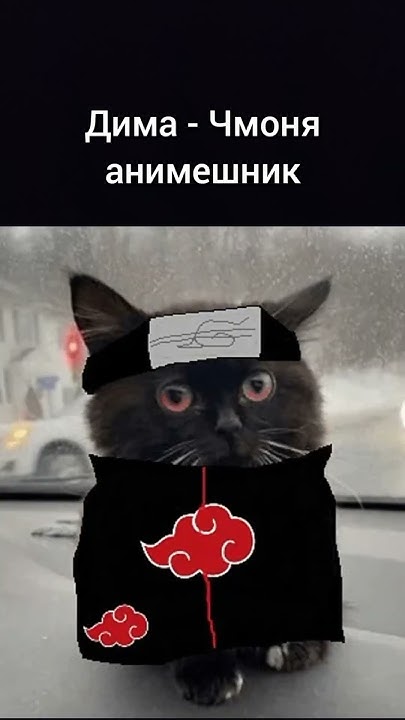 Черный кот в машине мем Какой ты ЧМОНЯ по имени?
