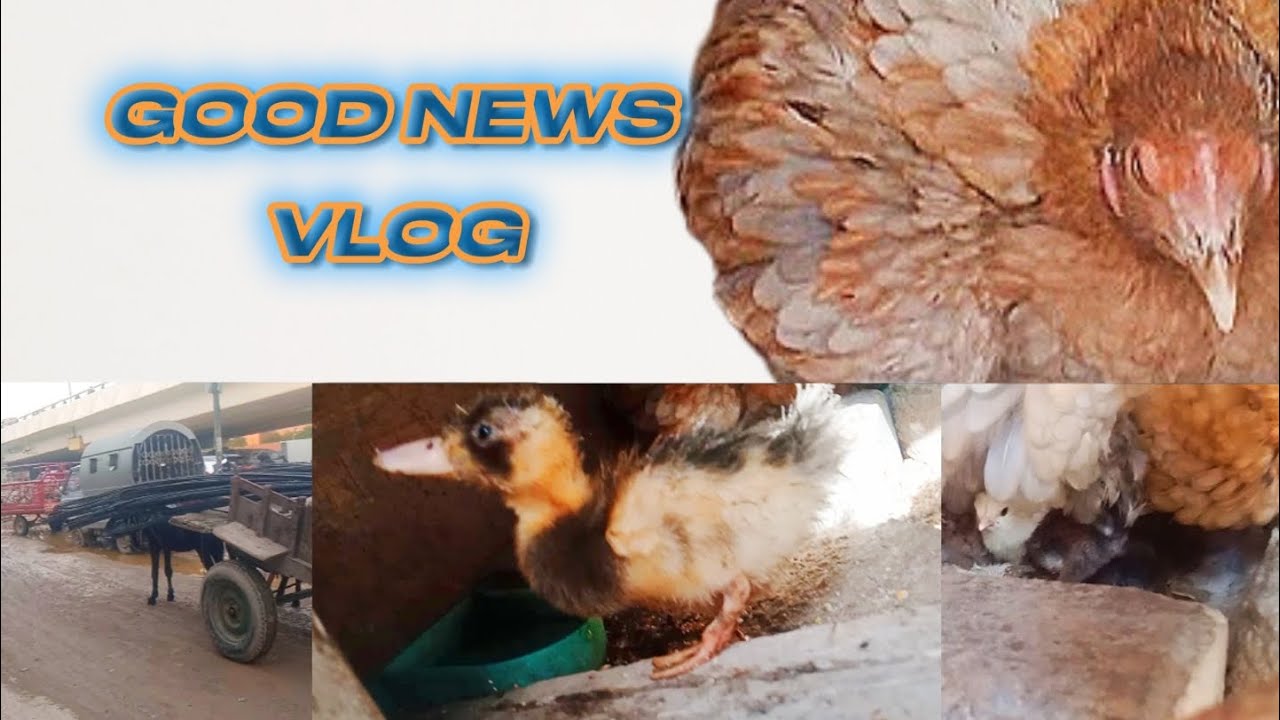 GOOD NEWS 😍 | Ma Sha Allah Chicks Nikal Gaye 🐥 | Evening Gym Workout 💪 | Daily Vlog