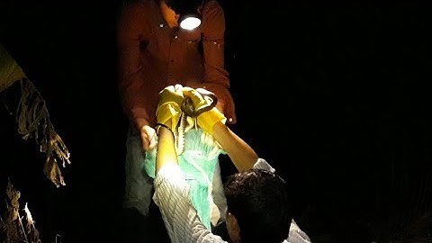 A Tý mưu sinh nghề bắt rắn đêm rùng rợn (tiếp theo) | catch the snake night | Bông lúa Miền Tây